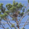 Hoop Pine & bird nest