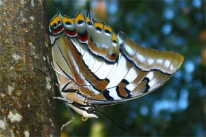 Tailed Emperor Butterfly