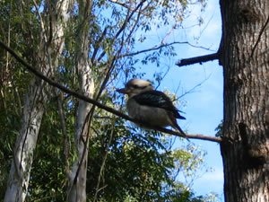 A Kookaburra, a common sight around the campgrounds