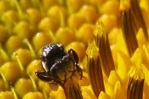 Native Stingless Bee