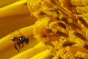 Native Stingless Bee