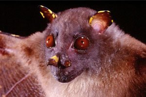 Tube nosed Bat
