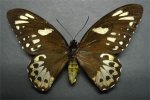 Female Birdwing Butterfly
