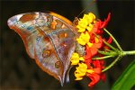 Leafwing Butterfly 