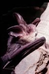 Goulds Long Eared Bat