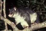 Mountain Brushtail Possum 