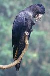 Red tailed Black Cockatoo