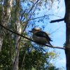 A Kookaburra, a common sight around the campgrounds