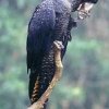 Red tailed Black Cockatoo