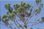 Hoop Pine & bird nest