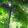 Piccabeen Palm