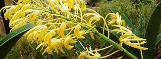 Banner-yellow-orchid.jpg
